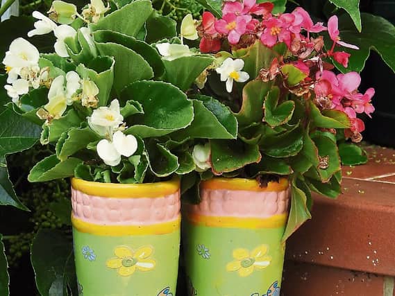 Summer colour: Begonia do well in a well drained pot and should bloom throughout the summer