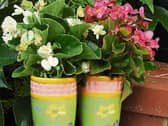Summer colour: Begonia do well in a well drained pot and should bloom throughout the summer