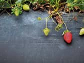 Mind: Strawberries have a tendency to spread and take over