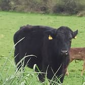 Best friends: A bullock and a fawn in Herbertstown