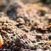 Onion sets are super easy even for the most novice of gardeners