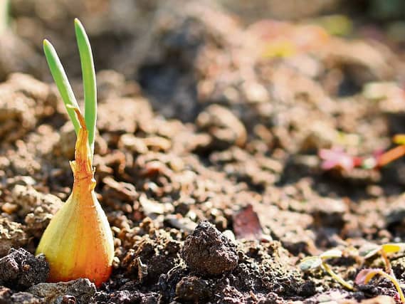Onion sets are super easy even for the most novice of gardeners