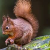 The native Irish red squirrel back in Kilkenny city on Lacken Walk after absence of decades