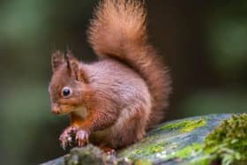 The native Irish red squirrel back in Kilkenny city on Lacken Walk after absence of decades