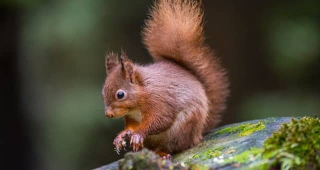 The native Irish red squirrel back in Kilkenny city on Lacken Walk after absence of decades
