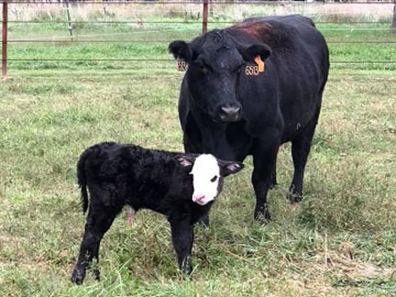 Farmers warned about dangers at spring calving time