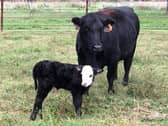 Farmers warned about dangers at spring calving time