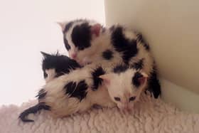 Tiny kittens abandoned in plastic bag in Midlands 'fighting for their lives'