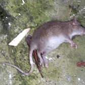 One of the rats found in the Bogside area.