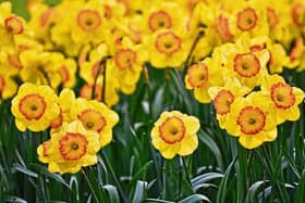 One of the easiest and most popular spring bulbs are Dafdodils