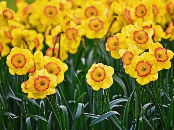 One of the easiest and most popular spring bulbs are Dafdodils