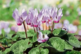 Cyclamen add great splashes of colour in the autumn and early winter.