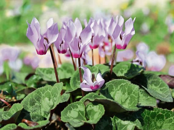Cyclamen add great splashes of colour in the autumn and early winter.