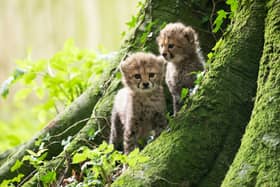 Fota Wildlife Park has announced the birth of three Northern cheetah cubs