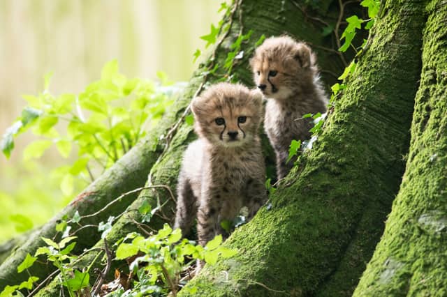 Fota Wildlife Park has announced the birth of three Northern cheetah cubs