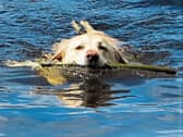 Reader Claire Waters sent in the snap of Jodie having a swim on the canal