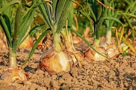 One last step: Be sure to dry out your onions before storing them