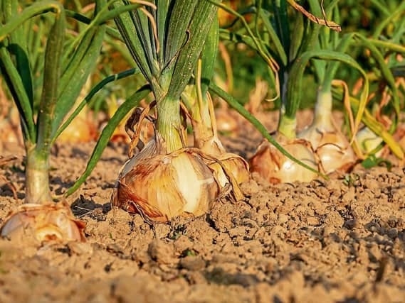 One last step: Be sure to dry out your onions before storing them