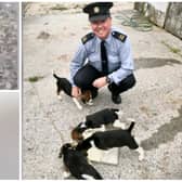 WATCH: Gardaí find stolen puppies and we're in love