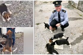 WATCH: Gardaí find stolen puppies and we're in love