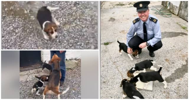 WATCH: Gardaí find stolen puppies and we're in love