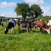 FRS is advising farmers that working around all cattle, not just bulls, can be dangerous