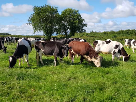 FRS is advising farmers that working around all cattle, not just bulls, can be dangerous
