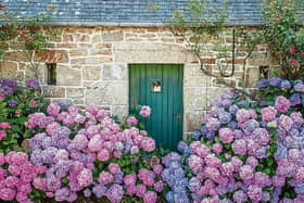 Beautiful hydrangeas surround an old stone building