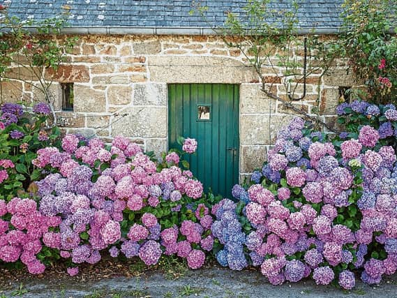 Beautiful hydrangeas surround an old stone building