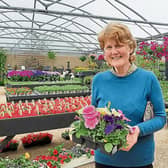 Customer  Olive Fitzgerald, Kildimo pictured at Curraghchase Garden Centre this Monday
