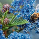 When choosing a site to plant take into account the Californian origins of Ceanothus and choose a spot in full sun