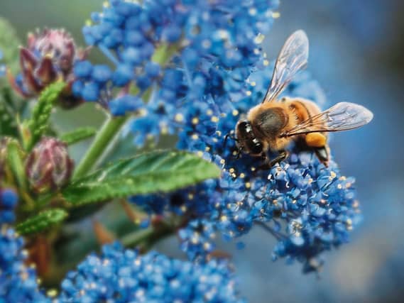 When choosing a site to plant take into account the Californian origins of Ceanothus and choose a spot in full sun