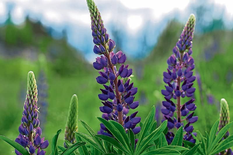 Consumed throughout the Mediterranean region  lupins were eaten by the early Egyptian and were known to Roman agriculturalists for their ability to improve the fertility of soils. Be mindful though so