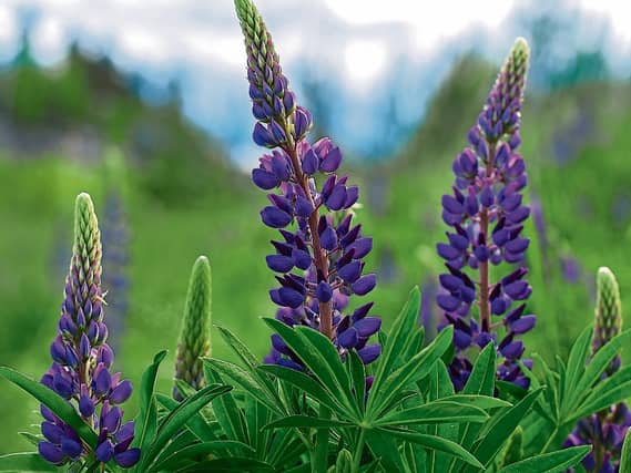 Consumed throughout the Mediterranean region lupins were eaten by the early Egyptian and were known to Roman agriculturalists for their ability to improve the fertility of soils. Be mindful though so