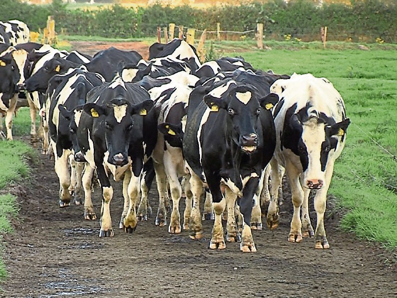 Beating the elements: FRS is recommmending that farmers consider options when it comes to grazing