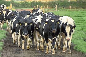 Beating the elements: FRS is recommmending that farmers consider options when it comes to grazing