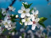 The cherry blossoms are in full bloom at the moment