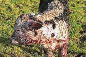 Injured calf as the result of a ‘dog attack’ near Jesuits Walk in Fethard on Sunday morning last.