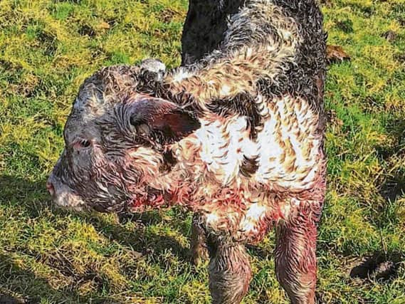 Injured calf as the result of a ‘dog attack’ near Jesuits Walk in Fethard on Sunday morning last.