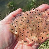 Best to leave it alone: You shouldn't really take frogspawn from the wild. It Is technically illegal as the common frog is a protected species