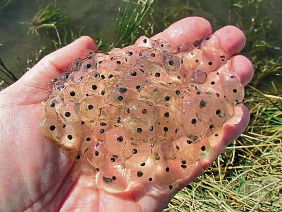 Best to leave it alone: You shouldn't really take frogspawn from the wild. It Is technically illegal as the common frog is a protected species