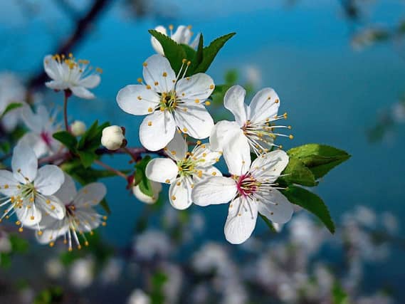 Ireland shares the same latitudinal line as Japan - this is why cherry blossoms do so well in this country Picture: Pixabay