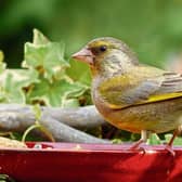 Greenfinches  are a rare sight  in  garden these days Picture: Pixabay