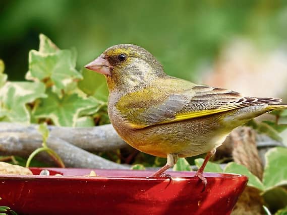 Greenfinches are a rare sight in garden these days Picture: Pixabay