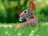 Leaving some space in your garden for nature to grow is a great way to attract wildlife from butterflies to bunnies Picture: Pixabay
