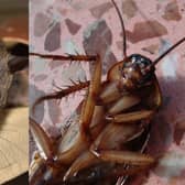 Public warned of top three pests to look out for this Christmas