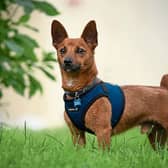 Can you give Scooby a permanent, loving home? He along with many other cats and dogs at Limerick Animal Welfare need your help