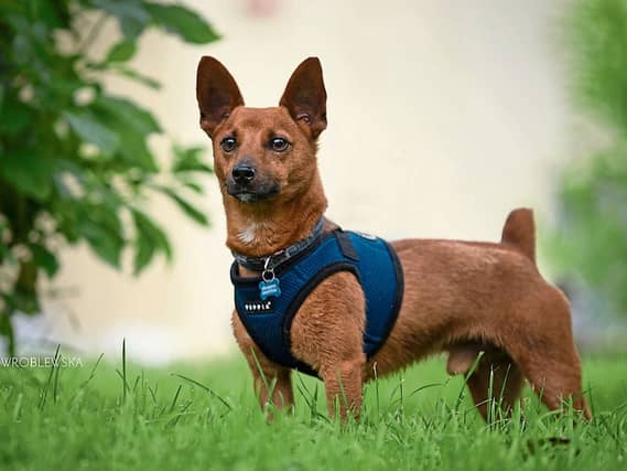 Can you give Scooby a permanent, loving home? He along with many other cats and dogs at Limerick Animal Welfare need your help