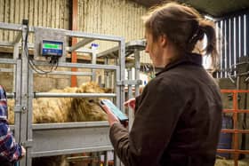 Derek and Jennifer Glenn using Herdwatch to weigh cattle