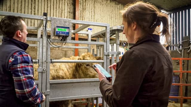 Derek and Jennifer Glenn using Herdwatch to weigh cattle